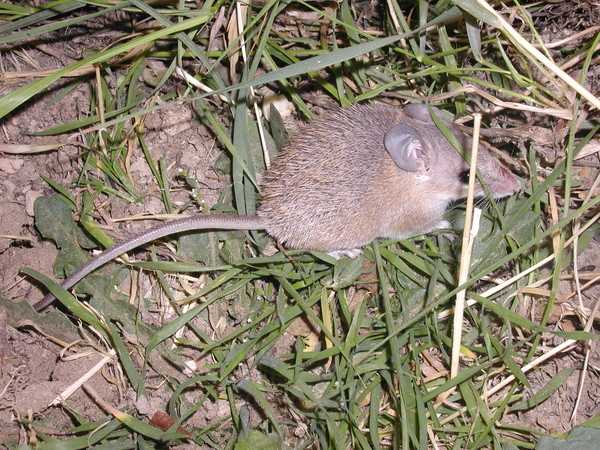Разновидности мышей - все виды домашних и диких мышек