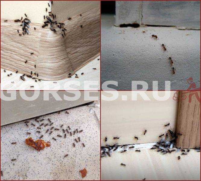 Как вывести муравьев из дома в домашних. Муравьи в квартире. Маленькие муравьи в квартире. Средство от мелких рыжих муравьев в квартире. Рыжие муравьи в квартире.