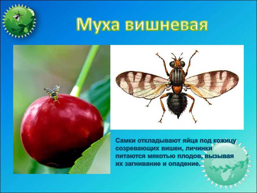 Польза мух. Вишневая Муха. Полезные мухи. Вред мух.