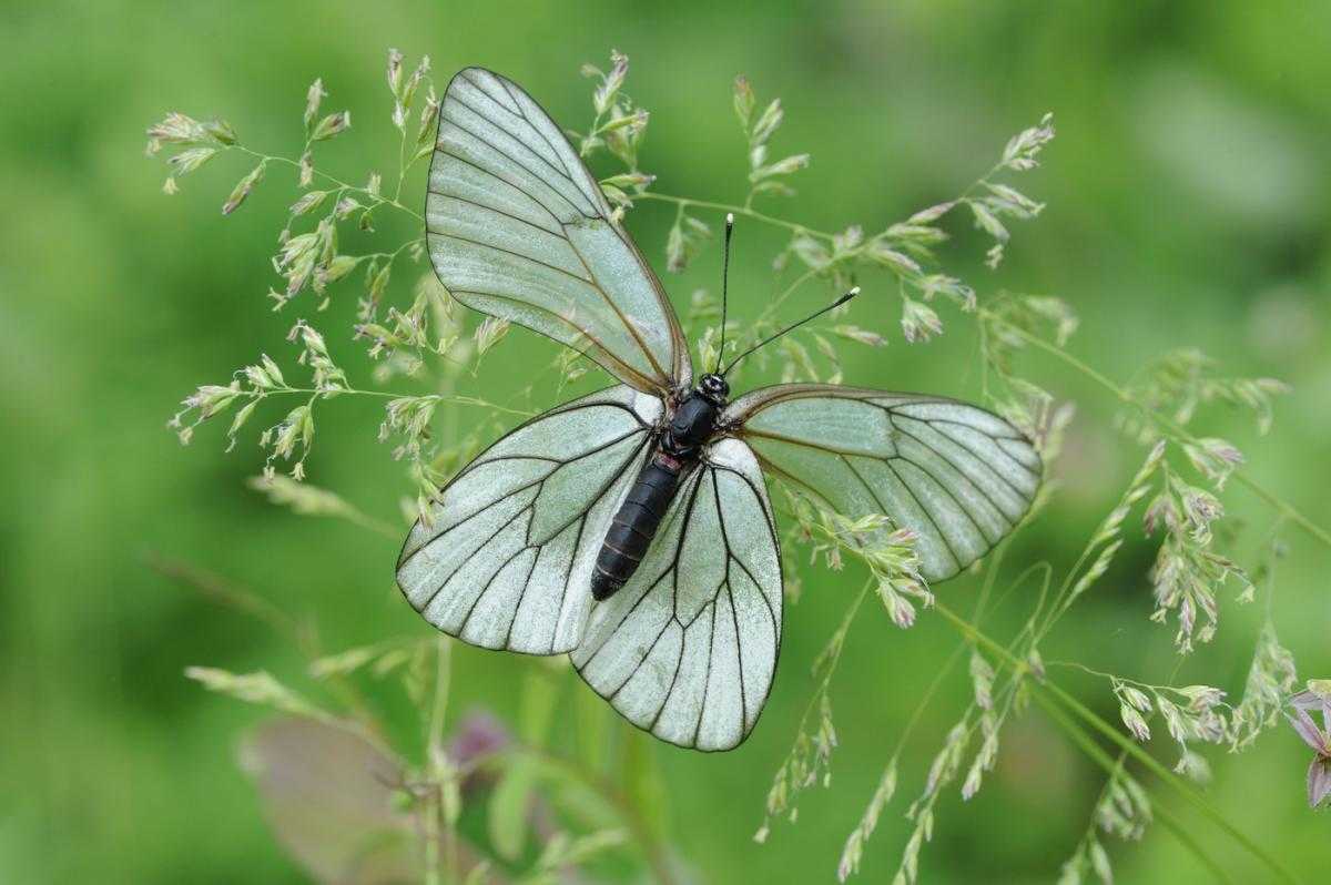 Бабочка боярышница: это насекомое или нет, какие есть методы борьбы, фото гусеницы и бабочки