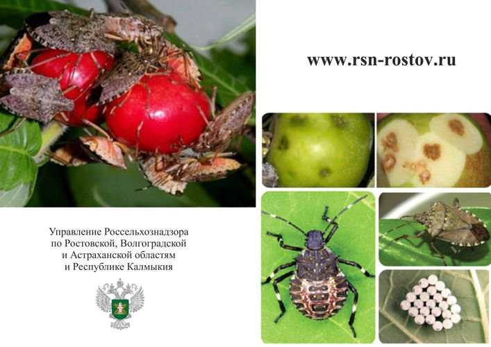 Мраморный клоп уничтожил 50% урожая абхазских мандаринов. под угрозой фундук, инжир, хурма, виноград и другие культуры