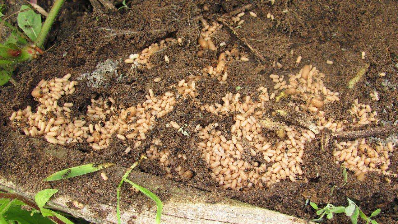 Почему муравьи боятся пшена и как правильно его использовать в борьбе с этими насекомыми