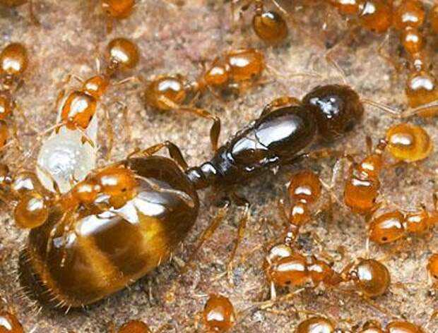 Королева муравьев: как выглядит, что ест, чем занимается