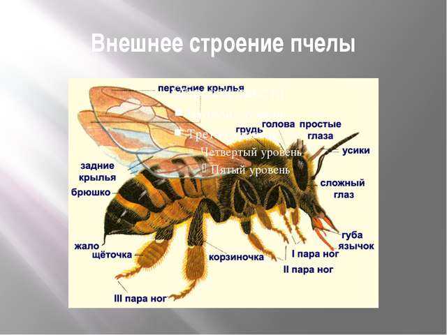 Пчела под цифрой 1. Строение пчелы медоносной. Пчелы Перепончатокрылые строение. Внешнее строение медоносной пчелы. Отряд насекомые строение пчелы.