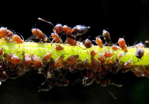 Как взаимодействуют муравьи и тля
