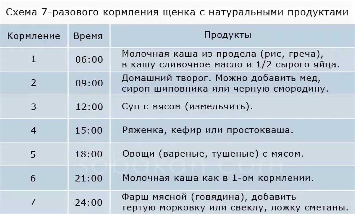 Родственник божьей коровки. что ест божья коровка в домашних условиях
