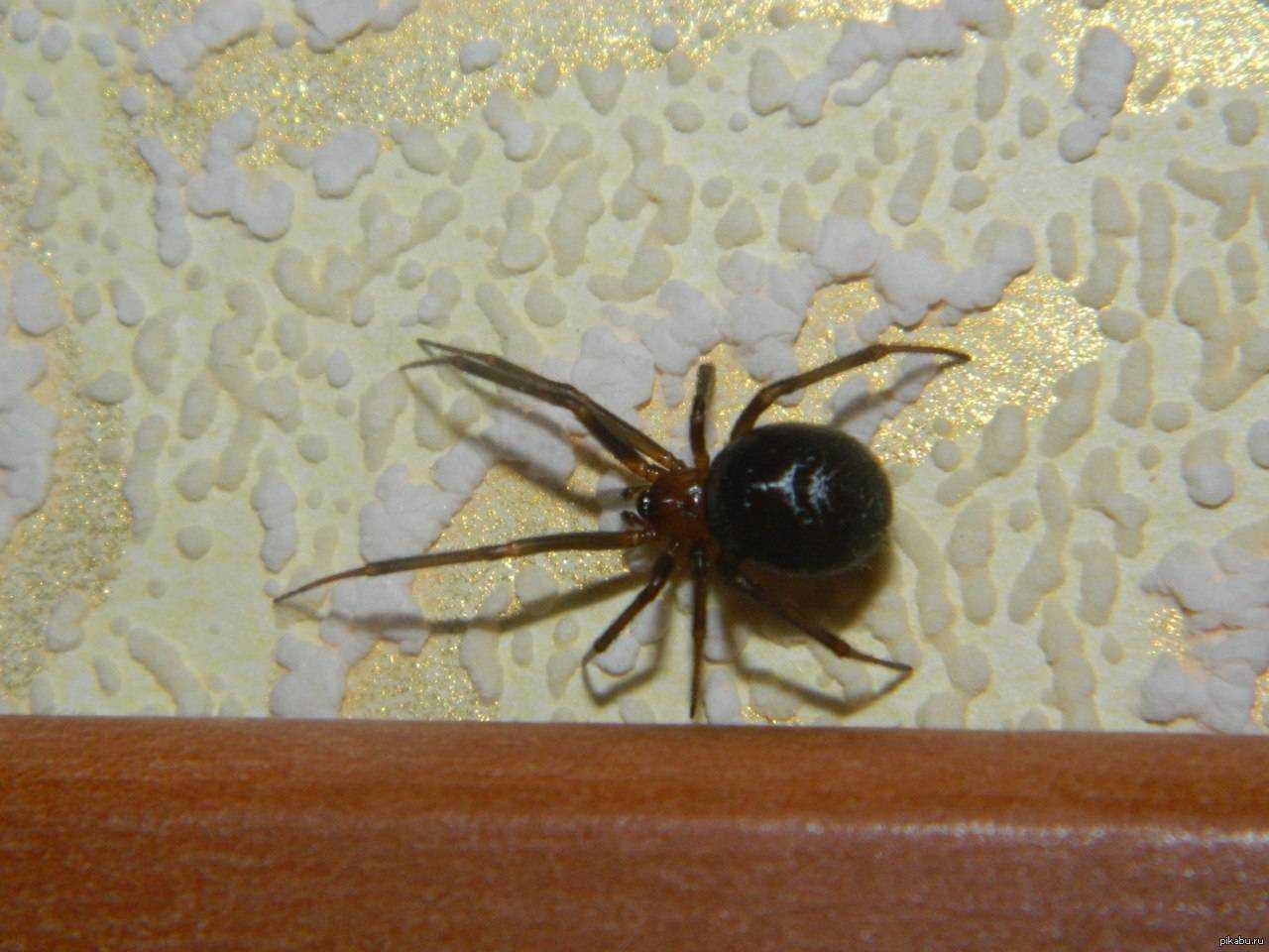 Домашний паук или домовой (комнатный) — какие живут в квартирах, разновидности.