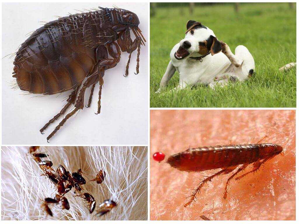 Топ:10 самых опасных насекомых мира