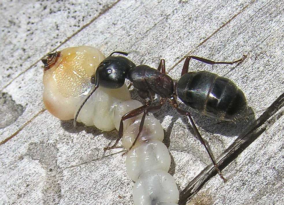 Camponotus herculeanus матка