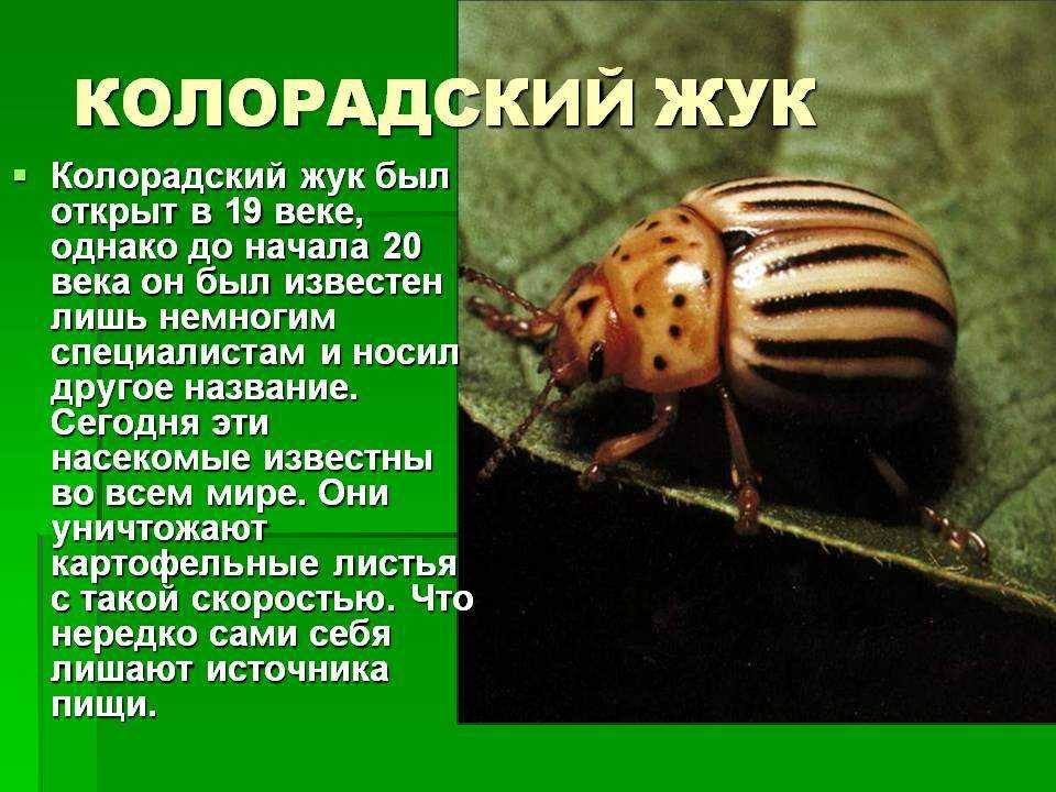 Колорадский жук – описание, образ жизни, фото личинок и яиц, методы борьбы. как выглядит личинка колорадского жука — как бороться с вредителями