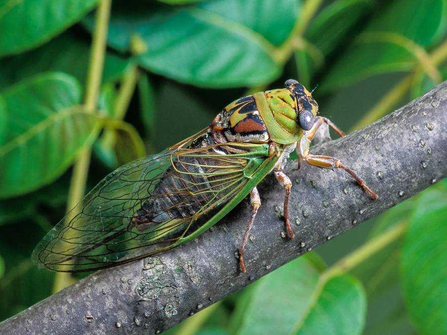 Ареал обитания и вредоносность для человека цикад