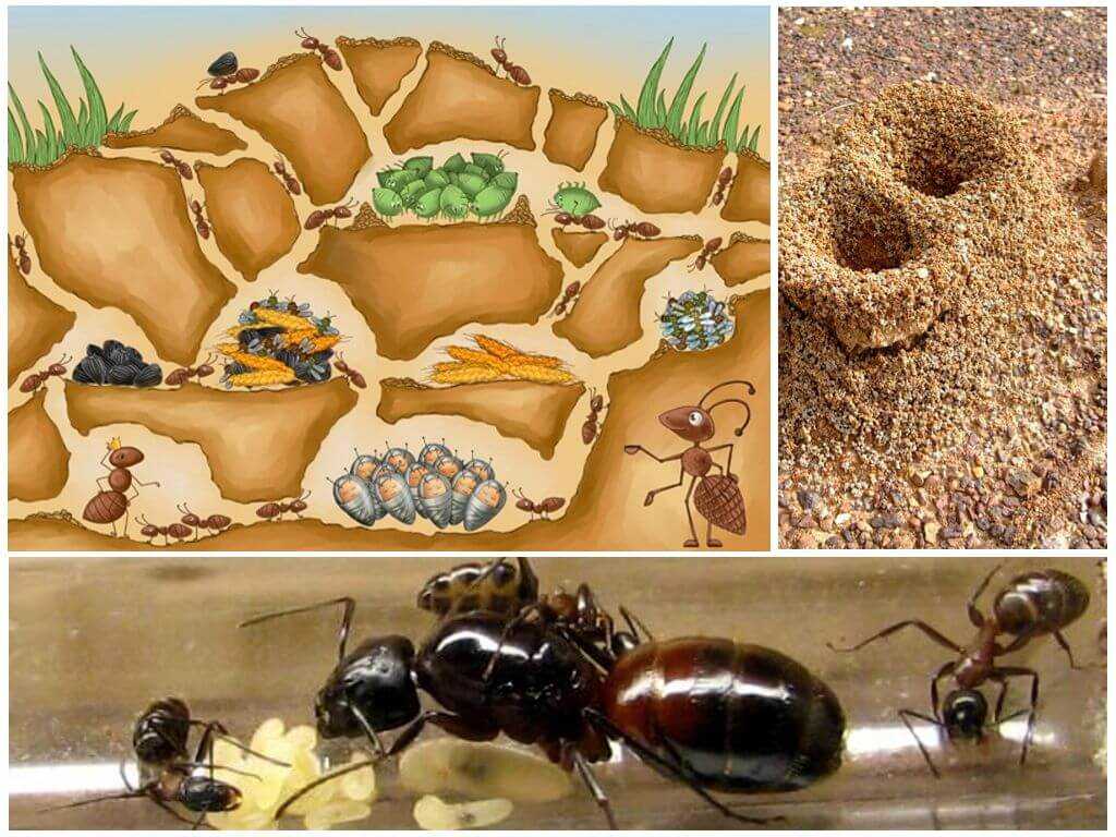 Муравей насекомое. образ жизни и среда обитания муравья | животный мир