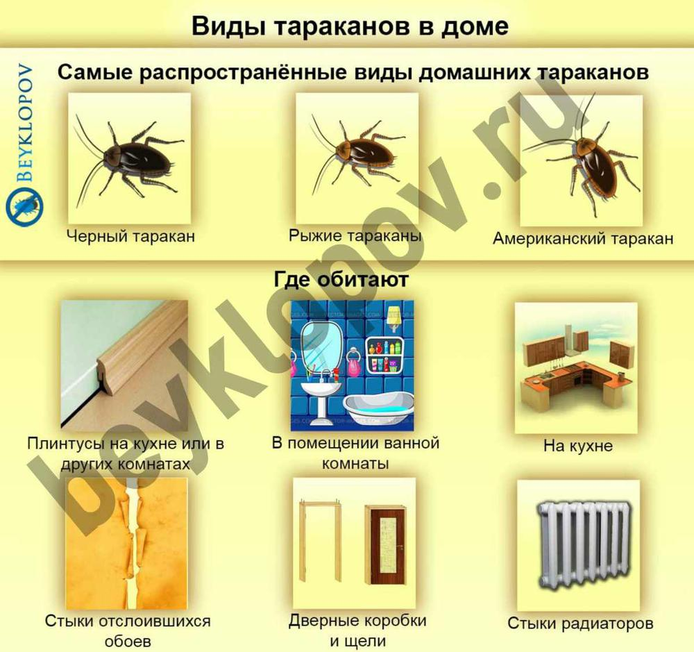 Виды домашних тараканов фото и описание в россии