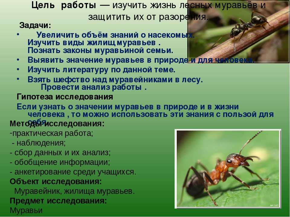 Удивительные факты о муравьях