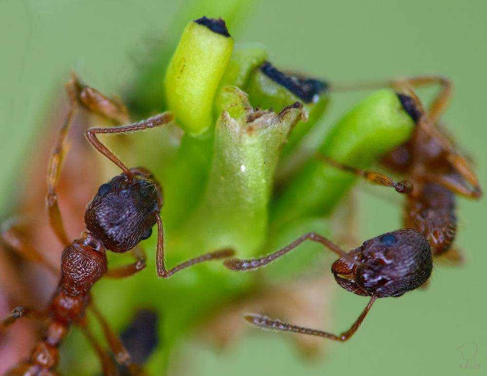 Сообщение о муравьях - строение и жизнь насекомого