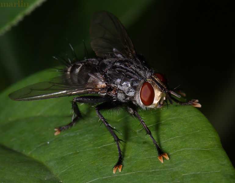 Мясная муха – фото и описание, размножение и как борться