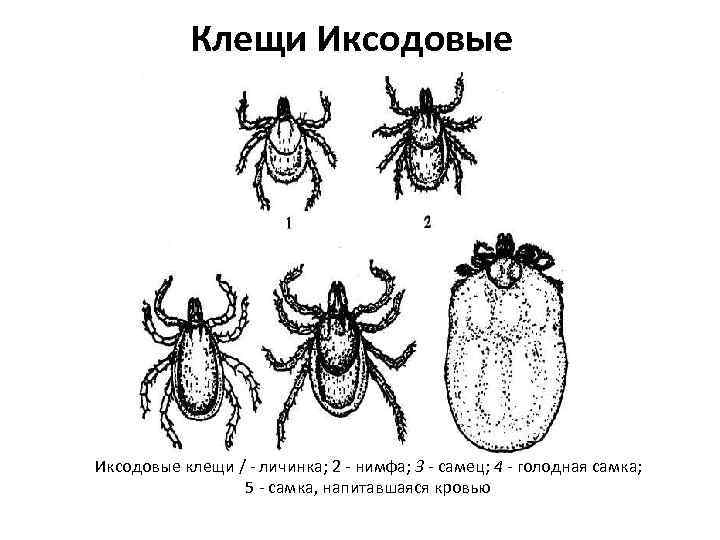 Иксодовый клещ схема