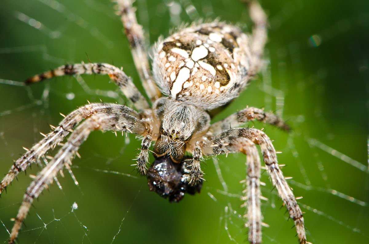 Крестовик обыкновенный паук