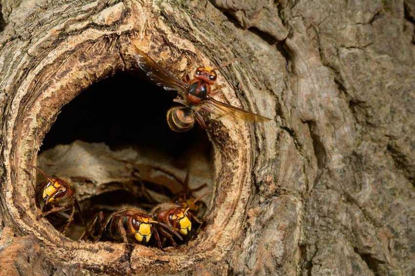 Как избавиться от пчел соседа: 19 способов