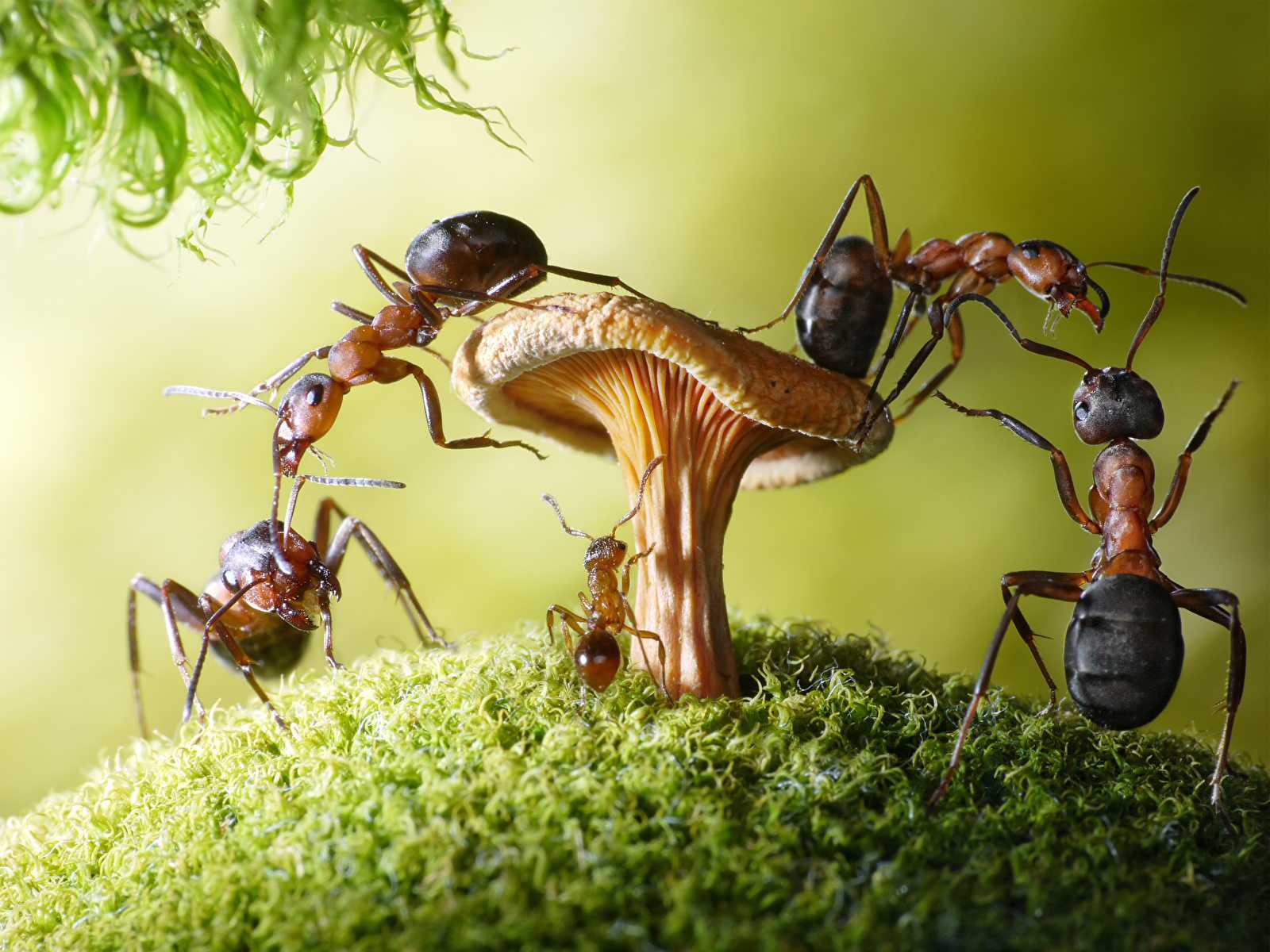 Как устроен муравейник или муравьиная колония