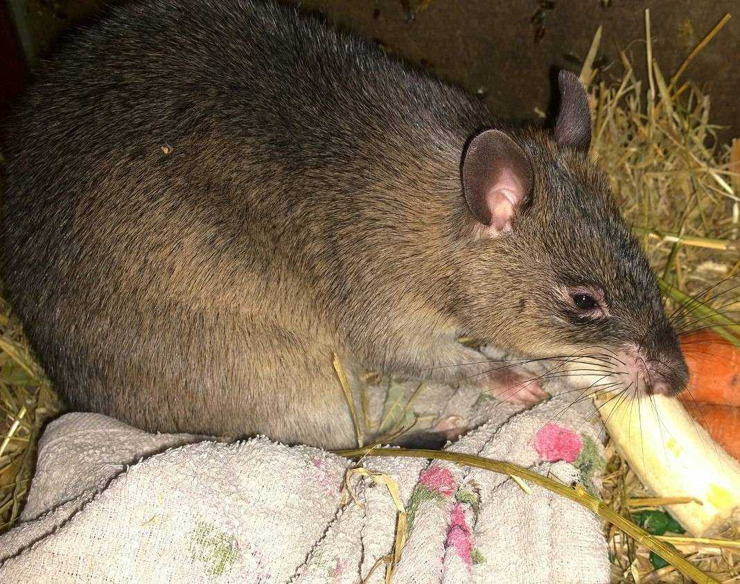 Гамбийская хомяковая крыса, или сумчатая крыса: описание и содержание в домашних условиях