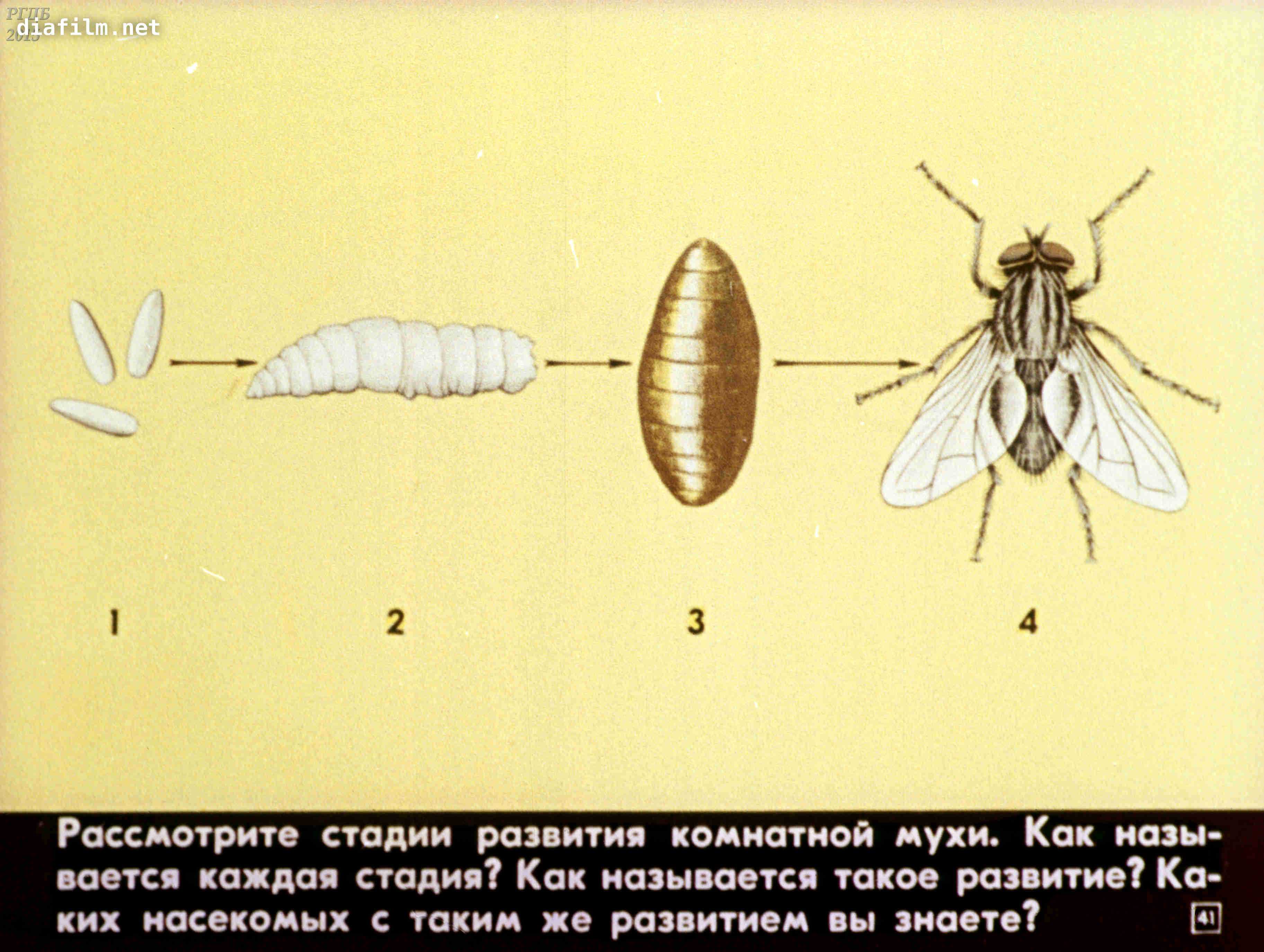 Схема развития мухи в картинках