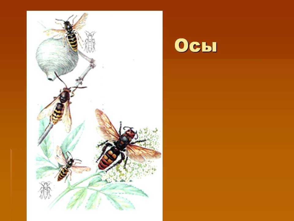 Описание осы