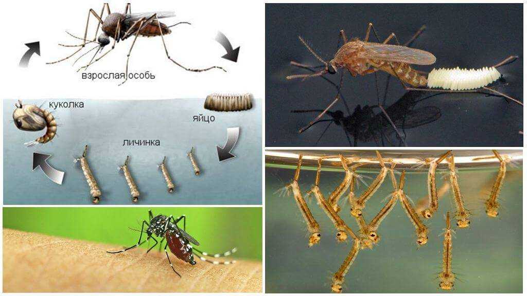 Комар насекомое. образ жизни и среда обитания комара | животный мир