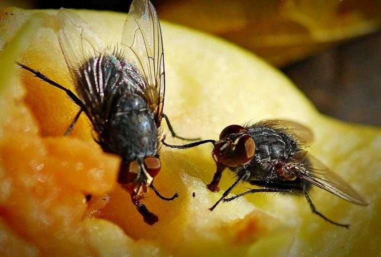 Откуда берутся мухи и чем они питаются