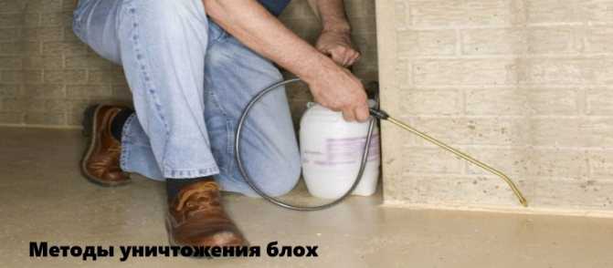 8+ проверенных методов изгнать наглых блох раз и навсегда!