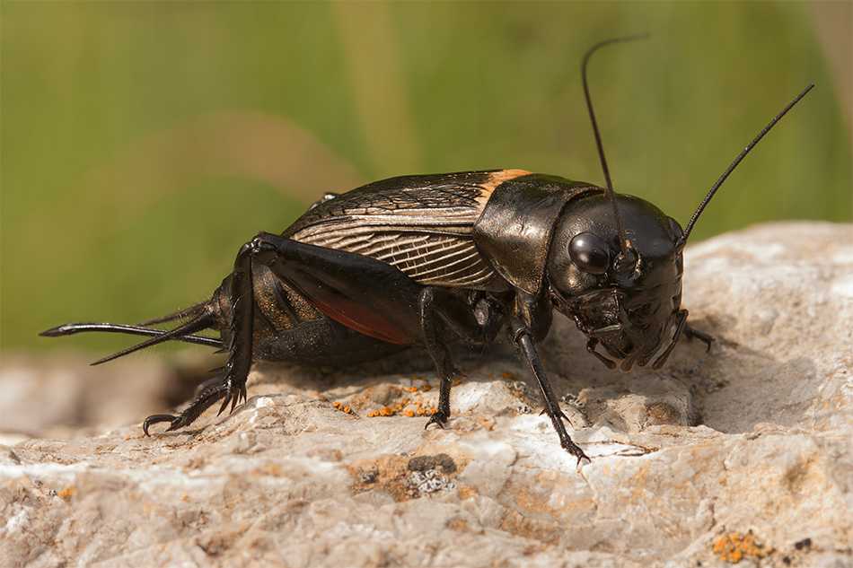 Как выглядит сверчок — фото и описание видов насекомого