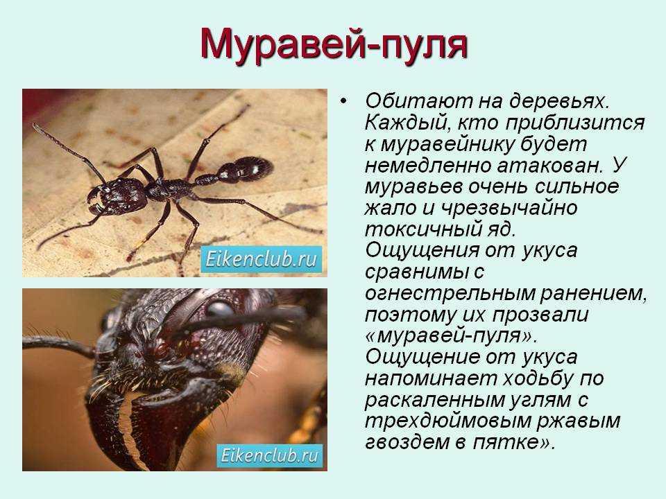 Укусы квартирных муравьев: чем опасны, что делать при укусах