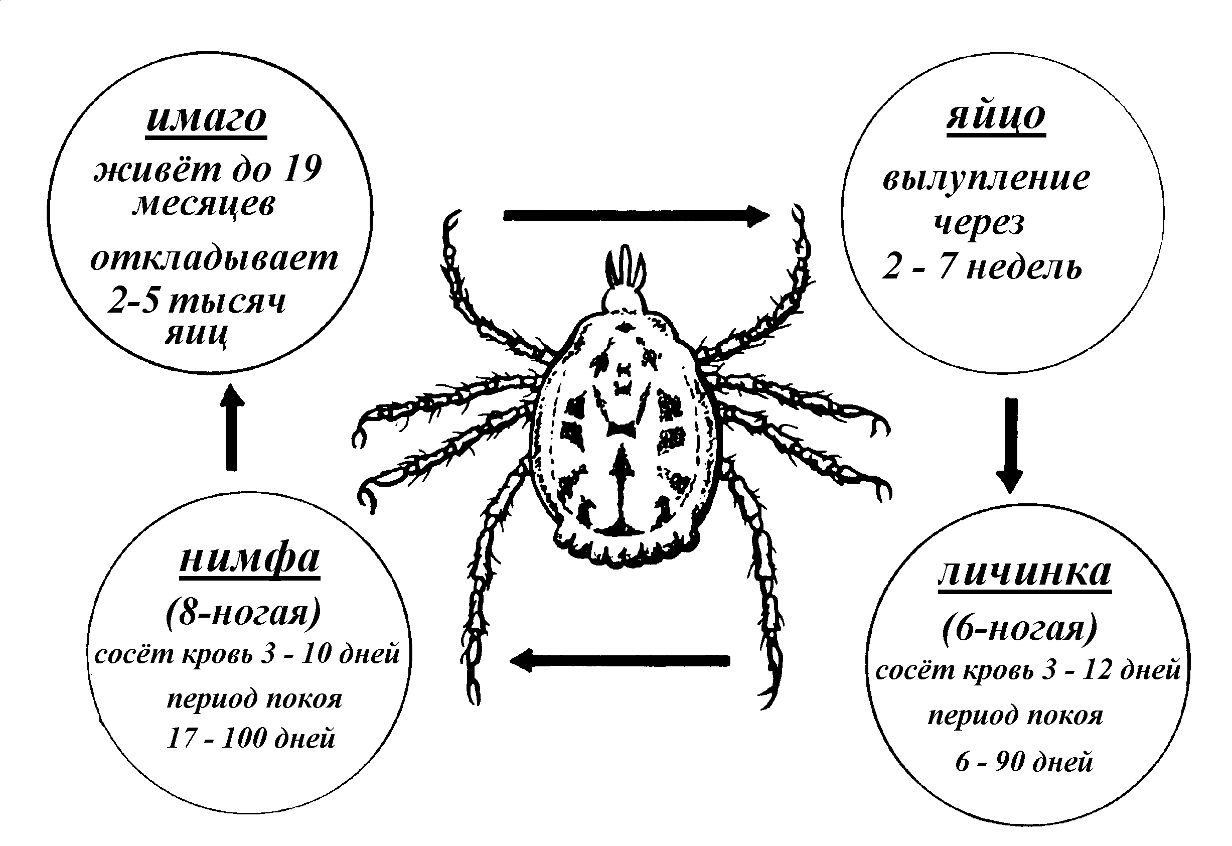 Имаго иксодового клеща рисунок