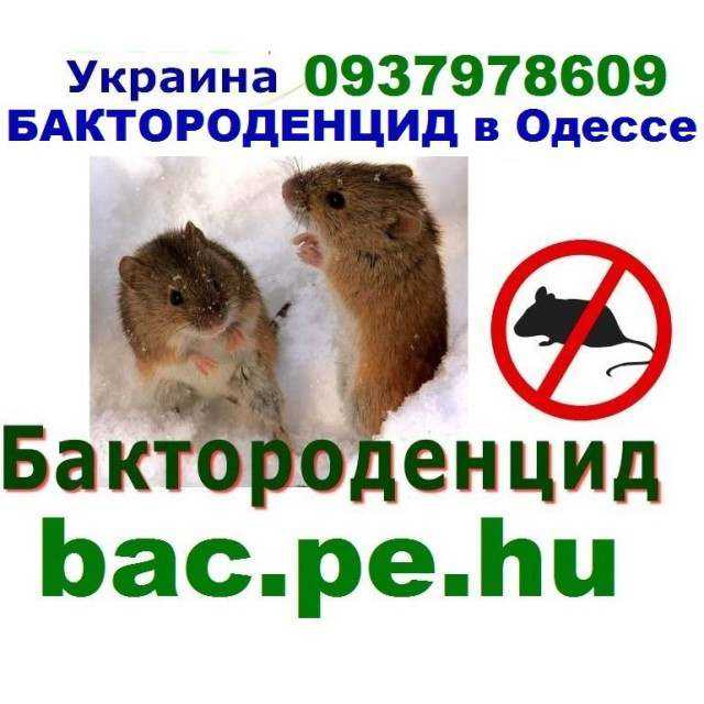 Лучшие способы избавиться от крыс в сарае: отравы, народные методы