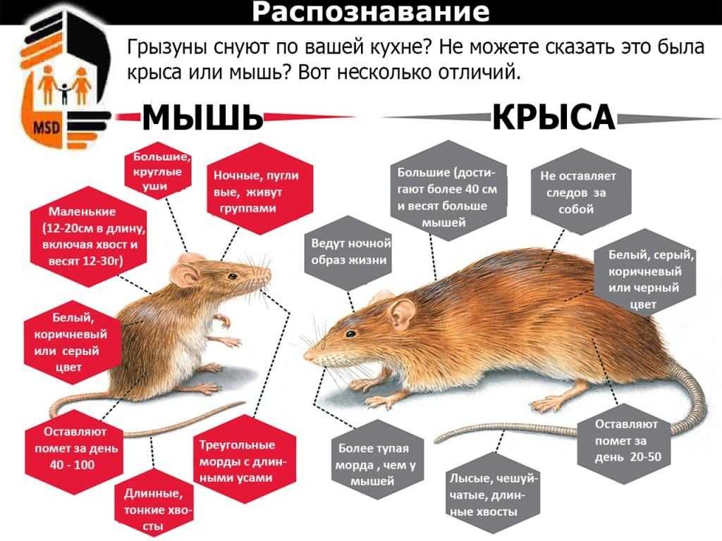 Внешний вид крысы картинка с подписями