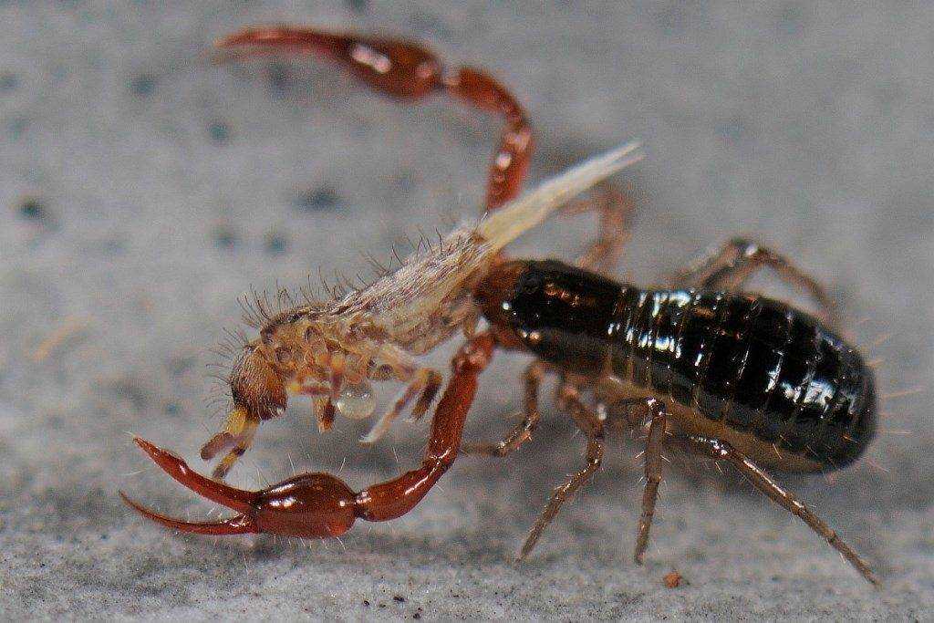 Книжный ложноскорпион в квартире – опасное или безобидное насекомое?