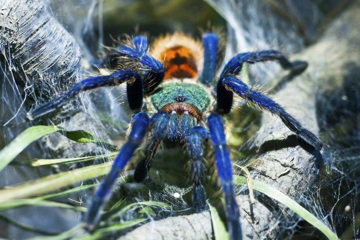 Паук Chromatopelma cyaneopubescens