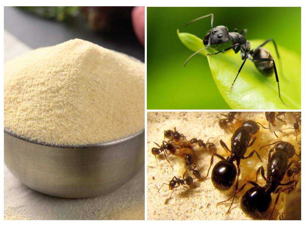 Средства от муравьев в огороде, народные и химические препараты