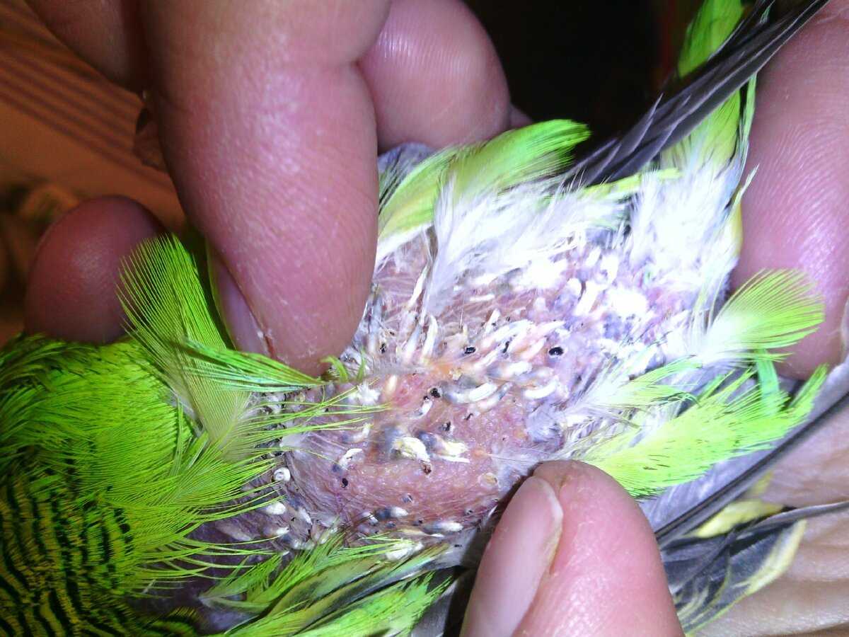 Как вылечить клеща у попугая с помощью аверсектиновой мази: фото и видео