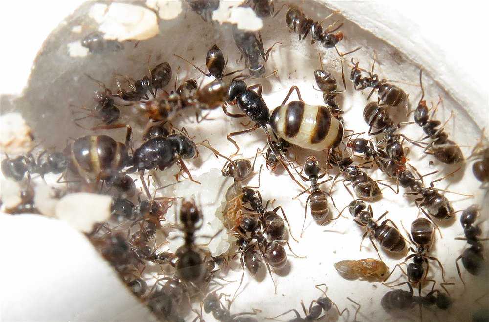 Как распознать матку домашнего муравья, а также численность колонии и срок ее жизни узнавайте на сайте