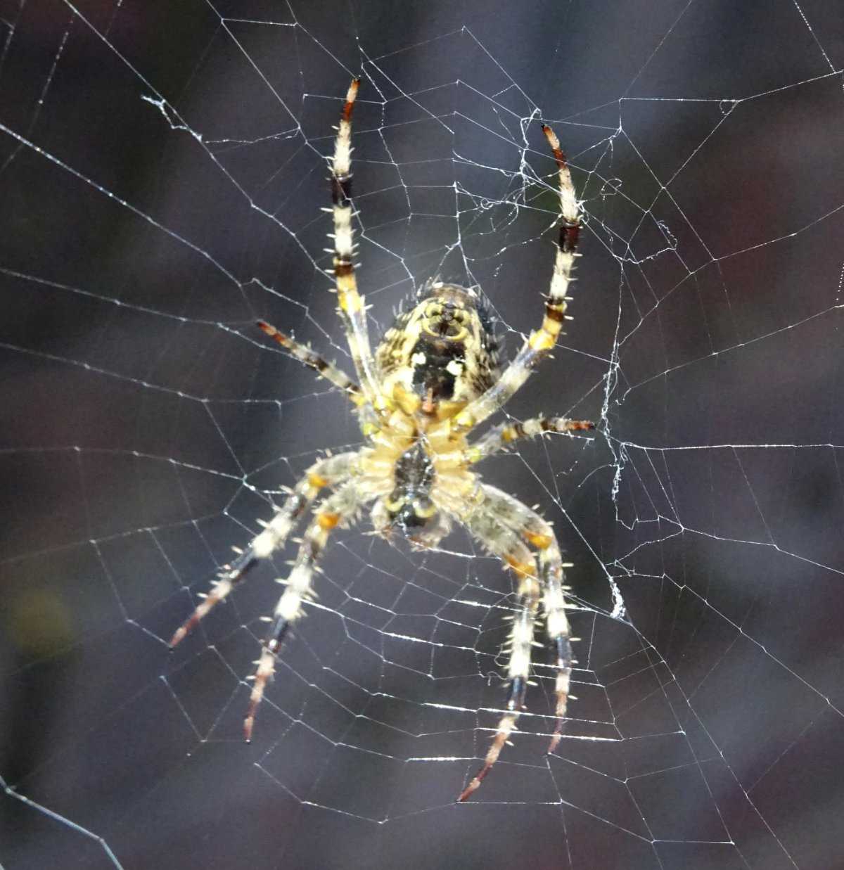 Какие ядовитые виды пауков есть в россии — список, характеристика и фото
