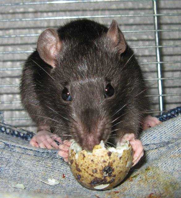Речные крысы: название, фото с описанием, характеристика