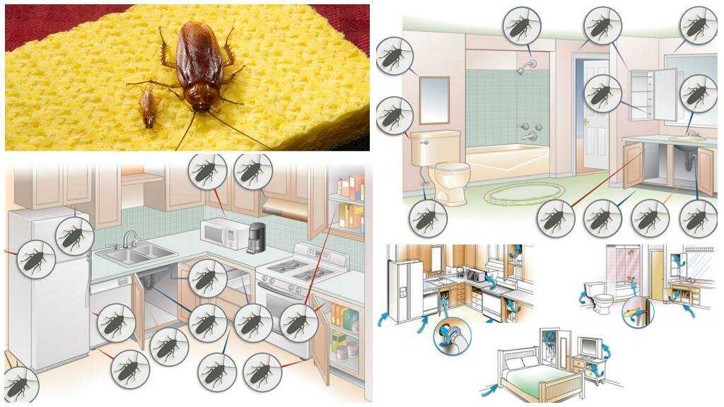 Где чаще всего можно найти тараканов в квартире, возможное их местонахождение, описание основных причин появления насекомых в помещении