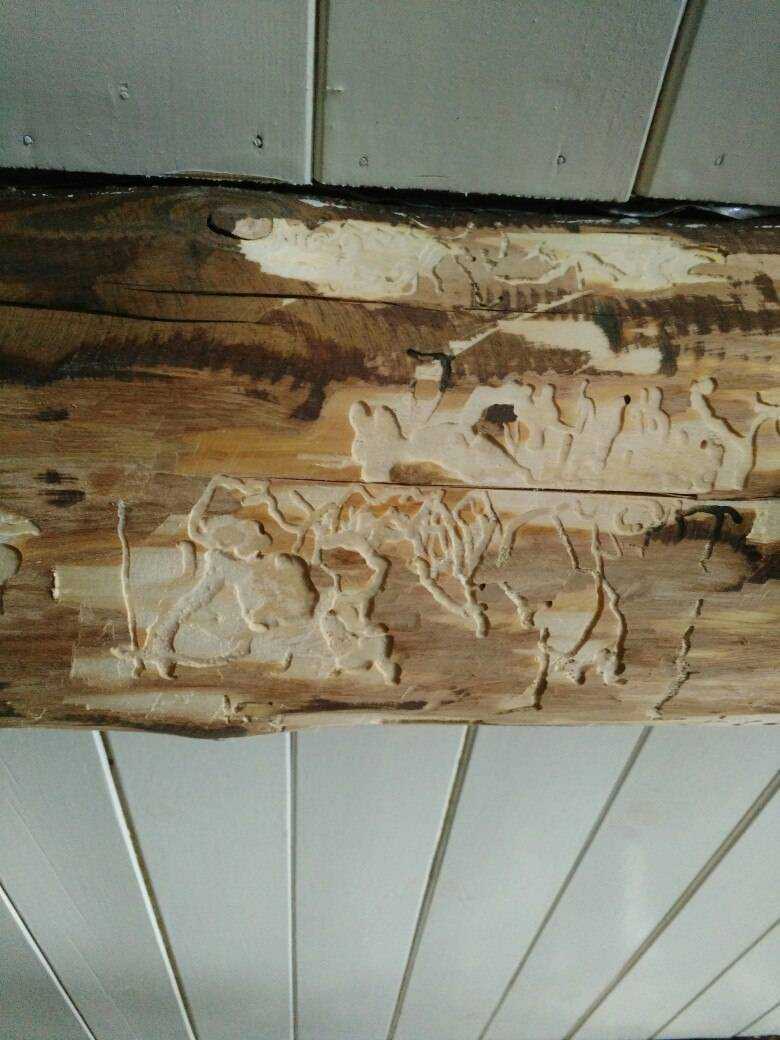 Древесные жуки в доме: виды, фото. как бороться с древесными жуками? как вывести древесных жуков?