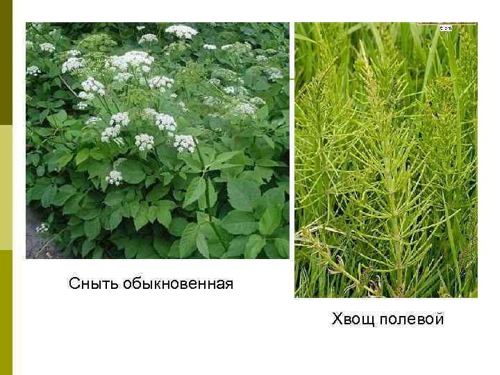 Как бороться со снытью в огороде: можно ли избавиться навсегда – гербициды, народные средства - etocvetochki.com