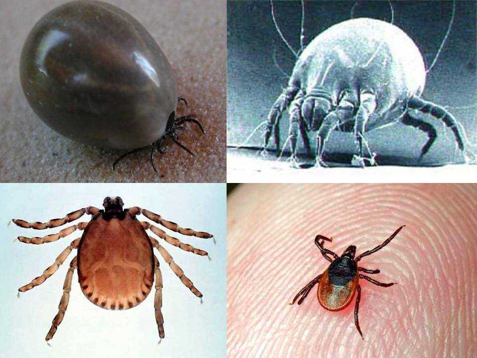 Топ-10 самых опасных насекомых в мире на фото и видео