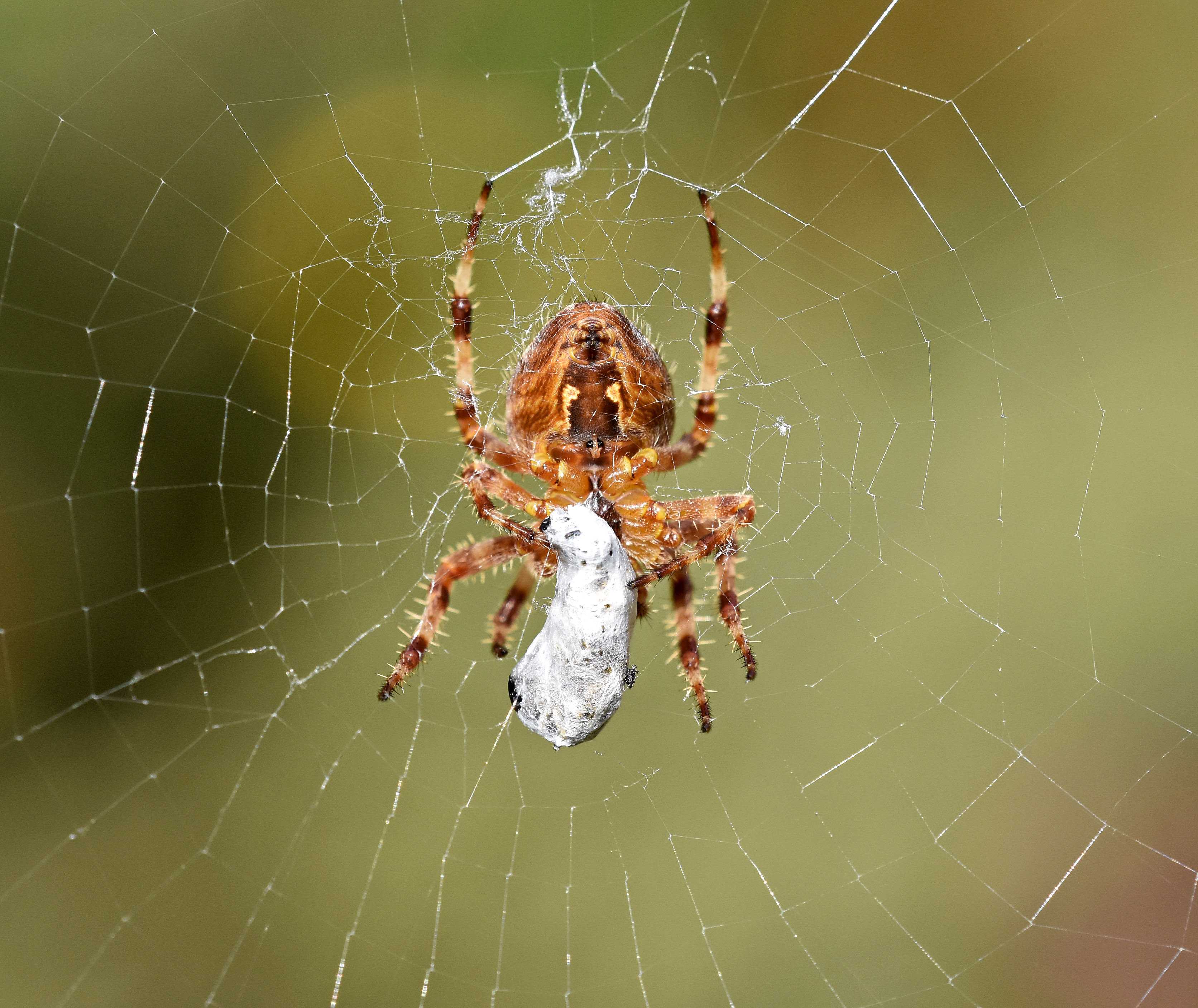 Araneus oscorpeus