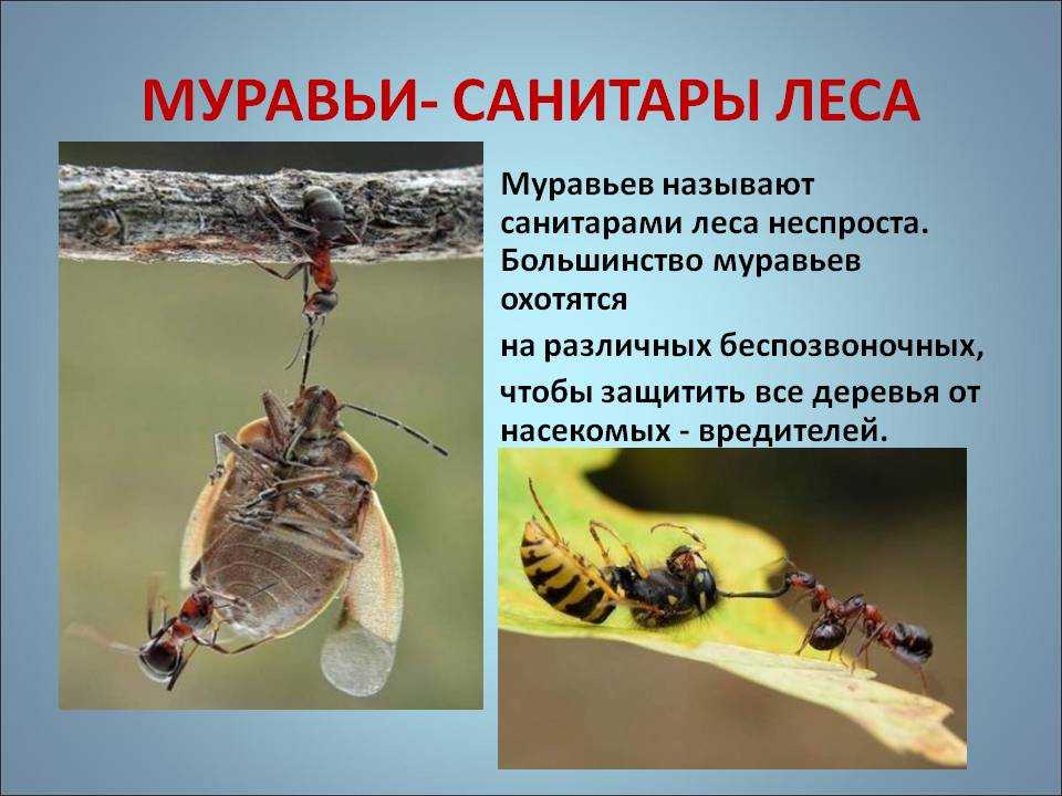 Чем полезны муравьи в природе лесу и людям
