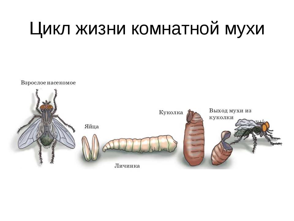 Схема развития комара и мухи