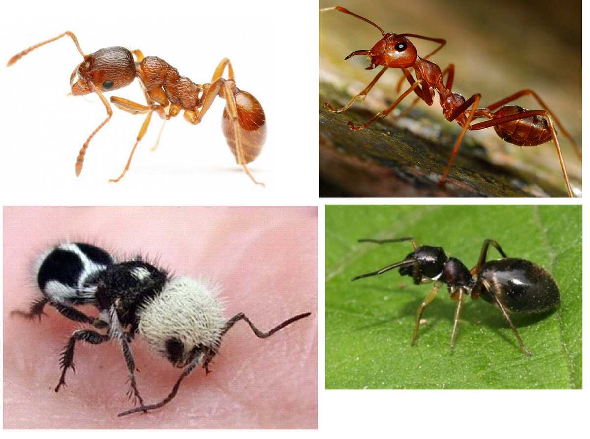 Распространённые виды муравьёв в россии